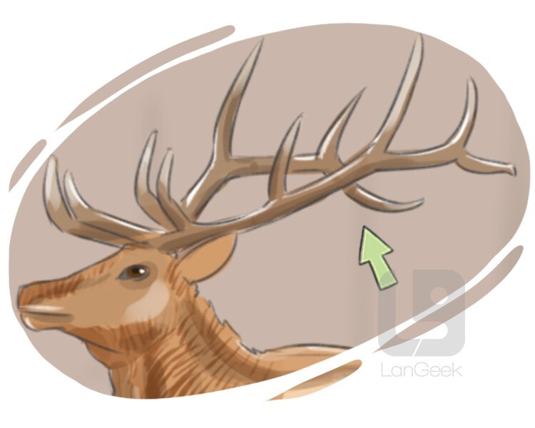 antler definition and meaning