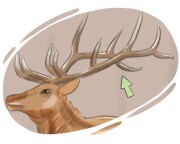antler