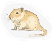 gerbil