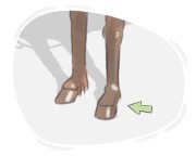 hoof