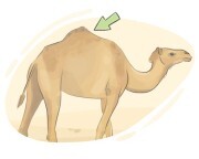 hump