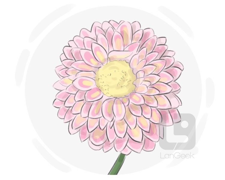 dahlia definition and meaning