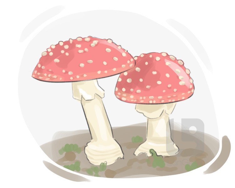 toadstool definition and meaning