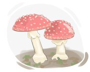 fungus