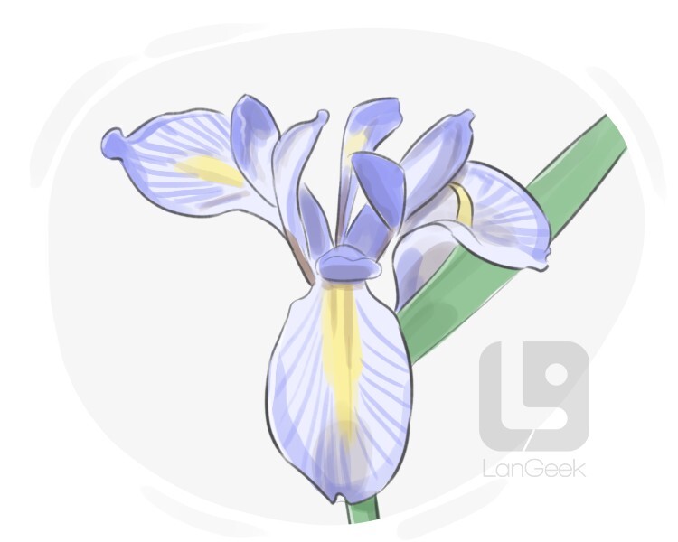 iris definition and meaning