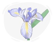 iris