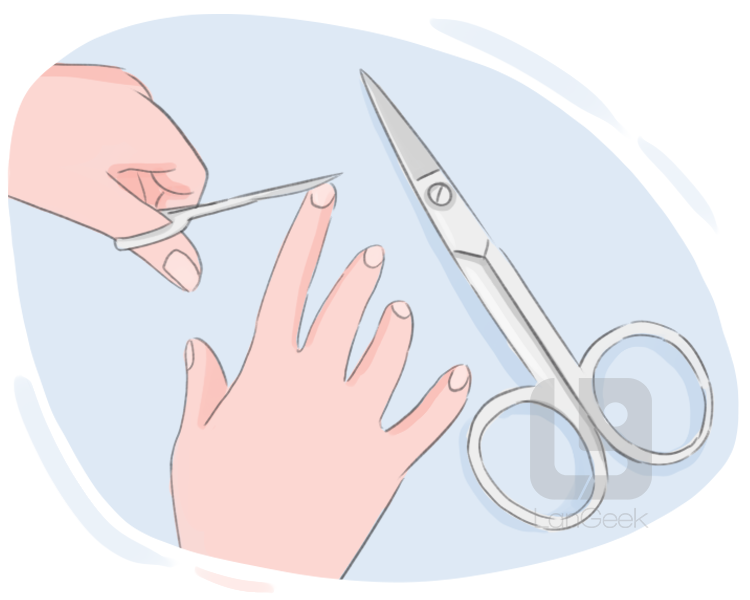 nail scissors definition and meaning