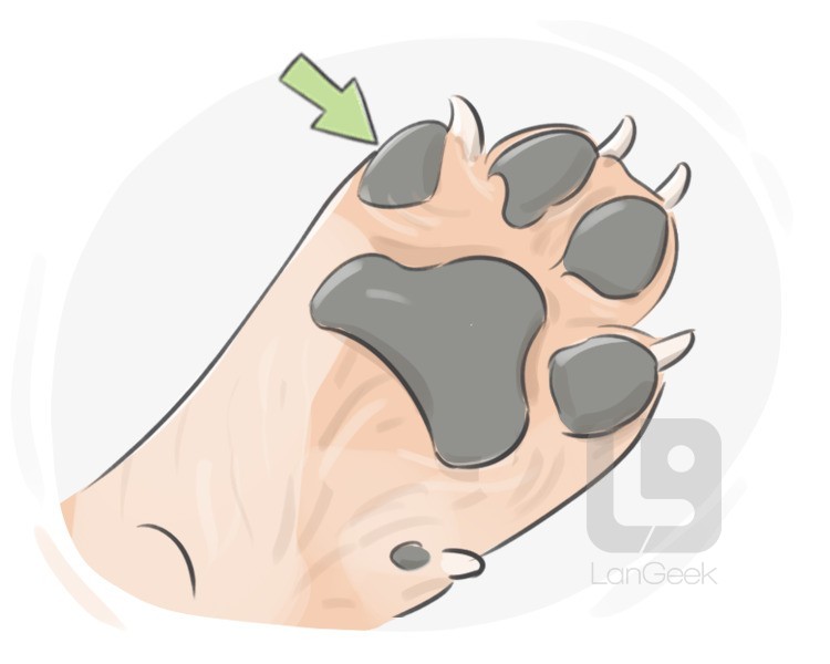paw definition and meaning