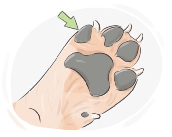 paw