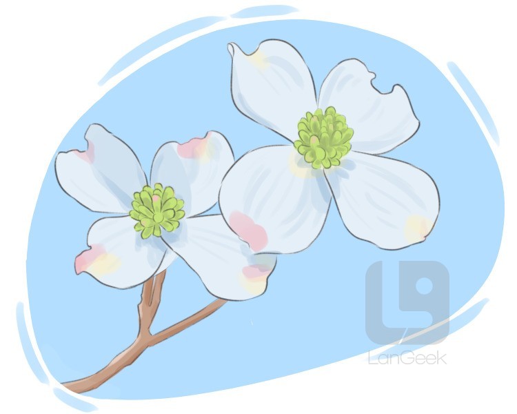 dogwood tree definition and meaning