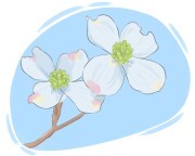 dogwood