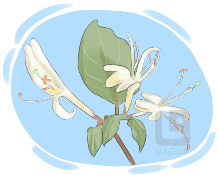 honeysuckle definition and meaning