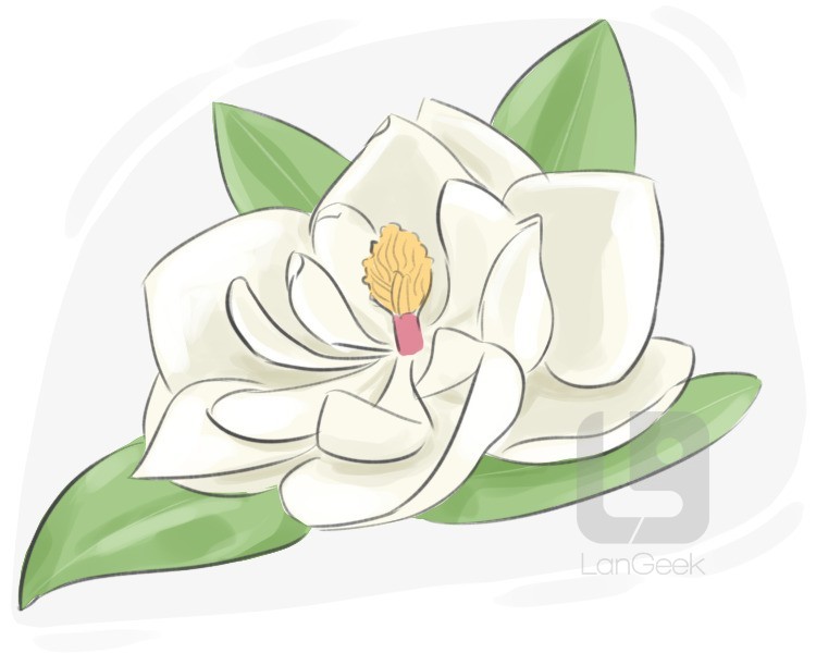 magnolia definition and meaning