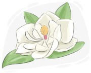 magnolia