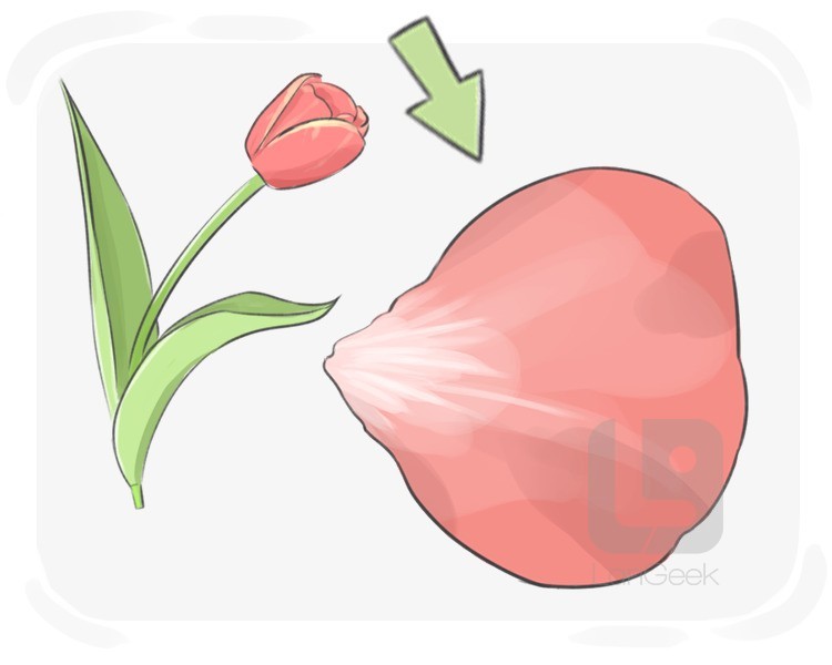 flower petal definition and meaning