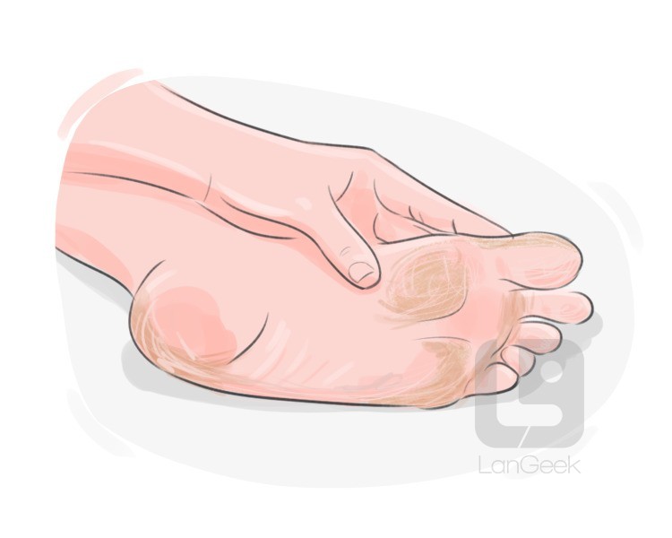 callus definition and meaning
