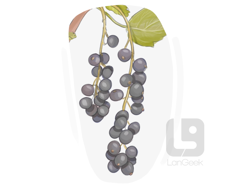 black currant definition and meaning