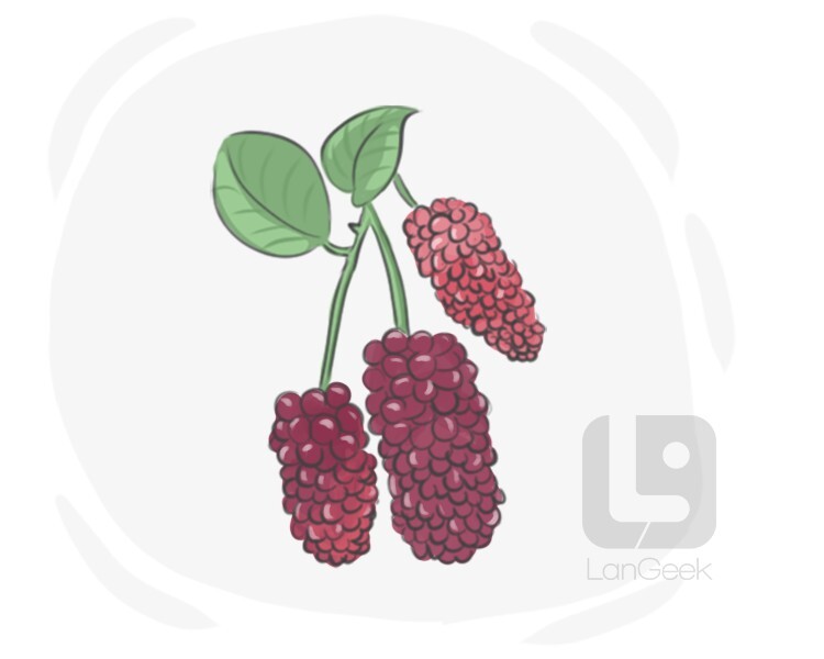 white mulberry definition and meaning