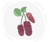 boysenberry