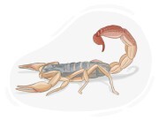 scorpion