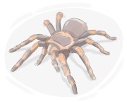 tarantula