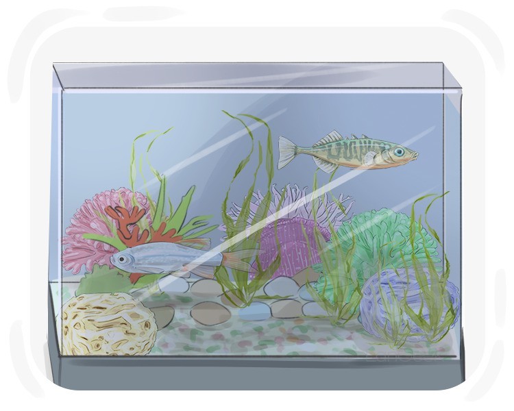 fish tank definition and meaning