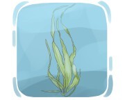 algae