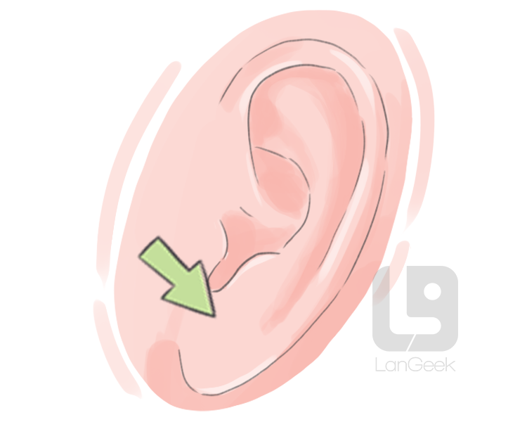 ear lobe definition and meaning
