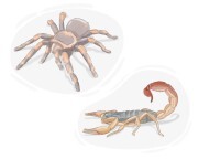 arachnid