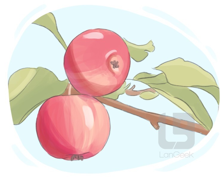 crab apple definition and meaning