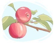 crab apple