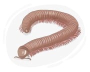 centipede