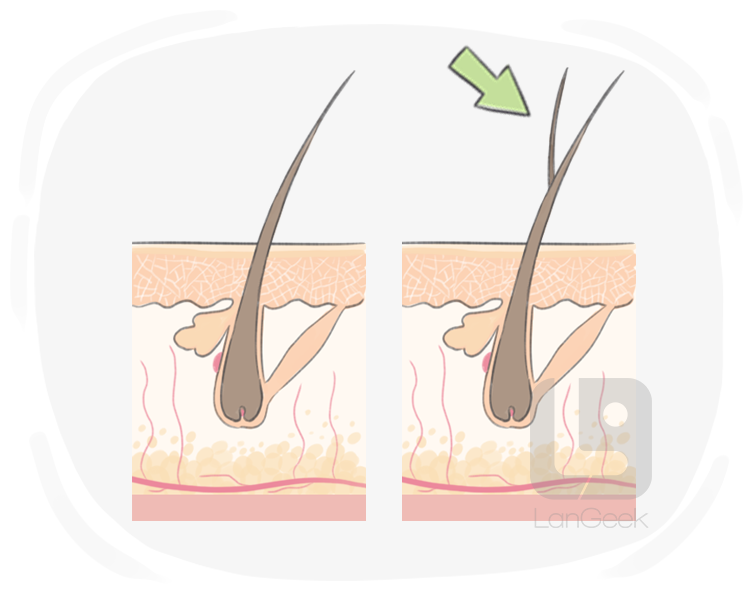split end definition and meaning
