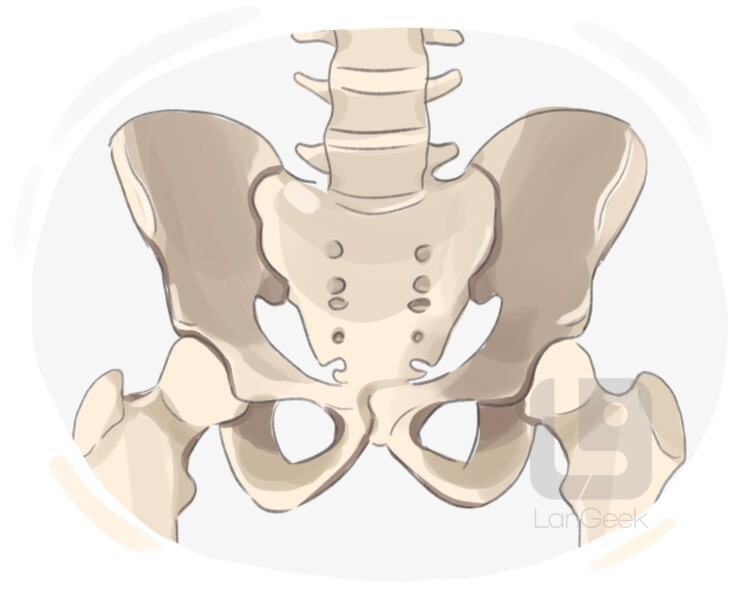 hipbone definition and meaning