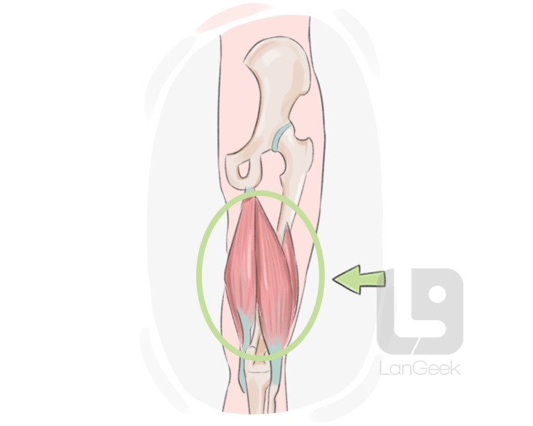 hamstring tendon definition and meaning