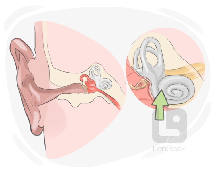cochlea definition and meaning