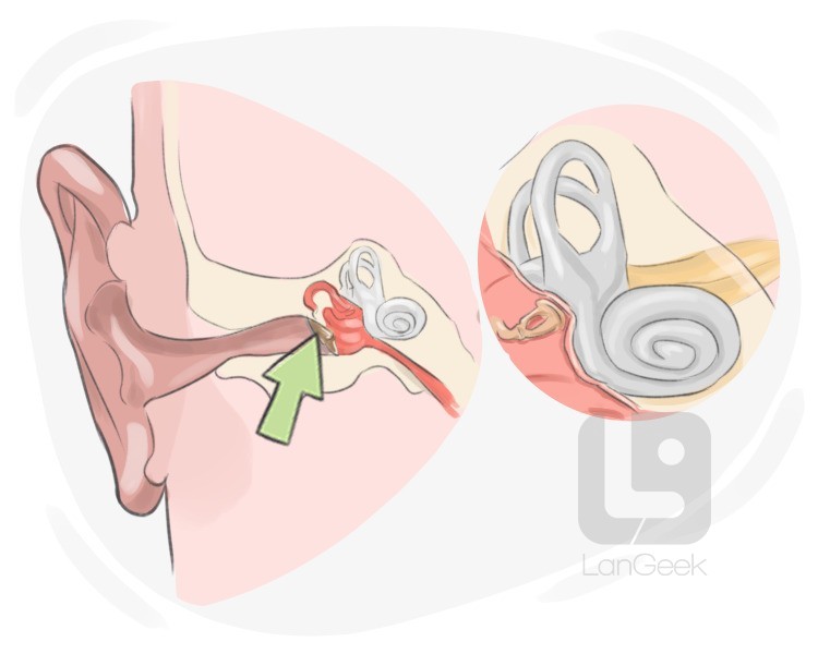 eardrum definition and meaning