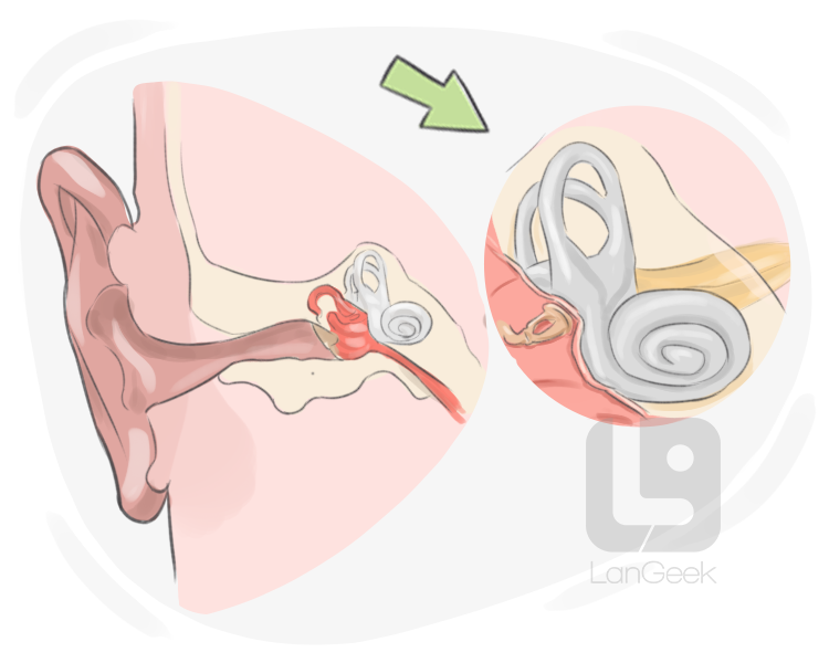 internal ear definition and meaning