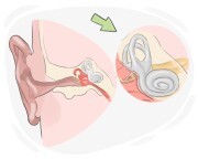 inner ear