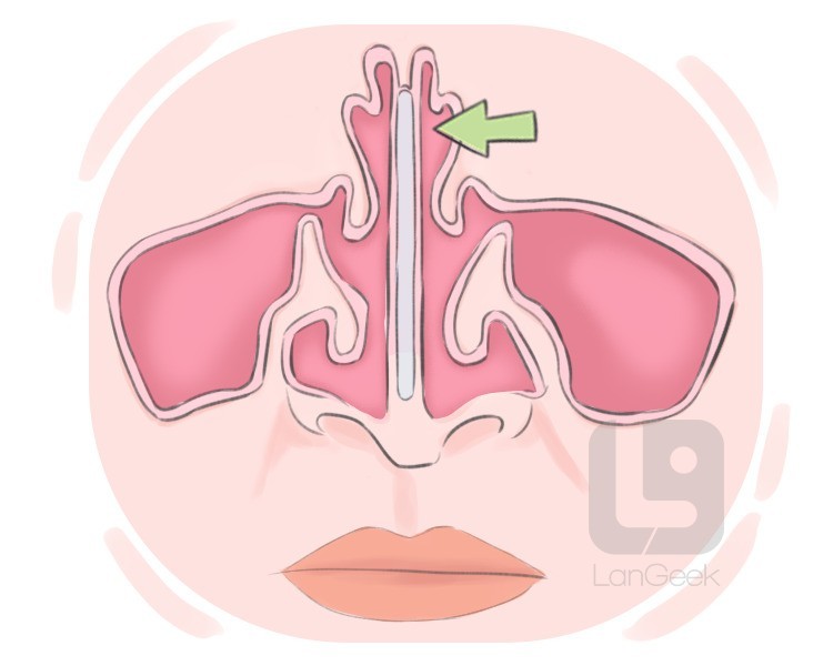 nasal cavity definition and meaning