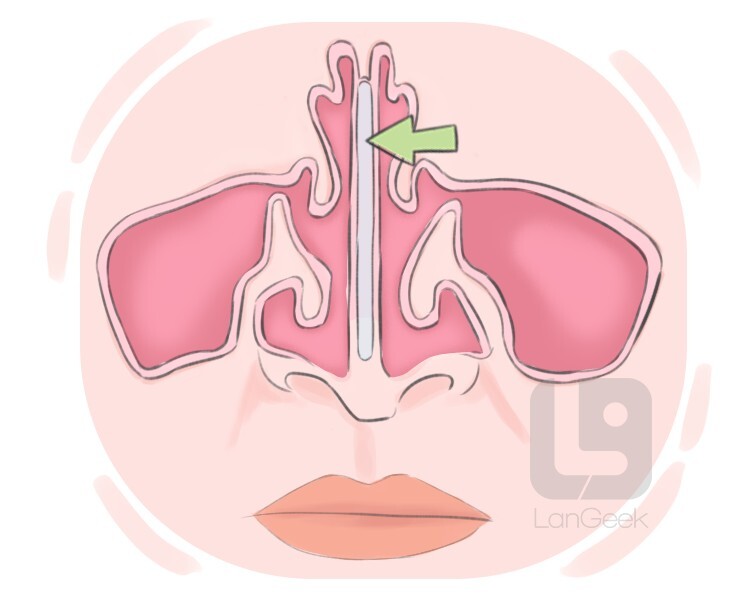 nasal septum definition and meaning