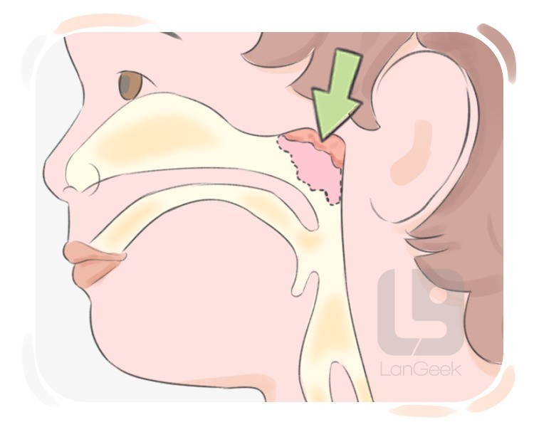 pharyngeal tonsil definition and meaning