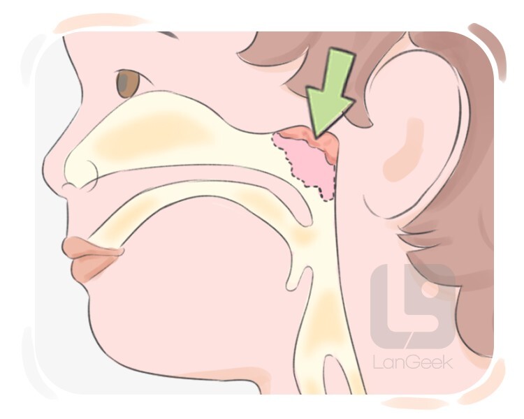 luschka's tonsil definition and meaning