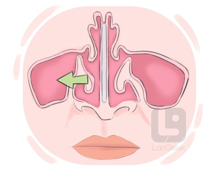 sinus definition and meaning
