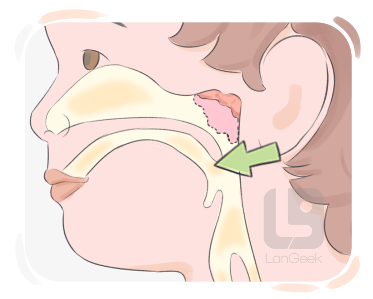faucial tonsil definition and meaning