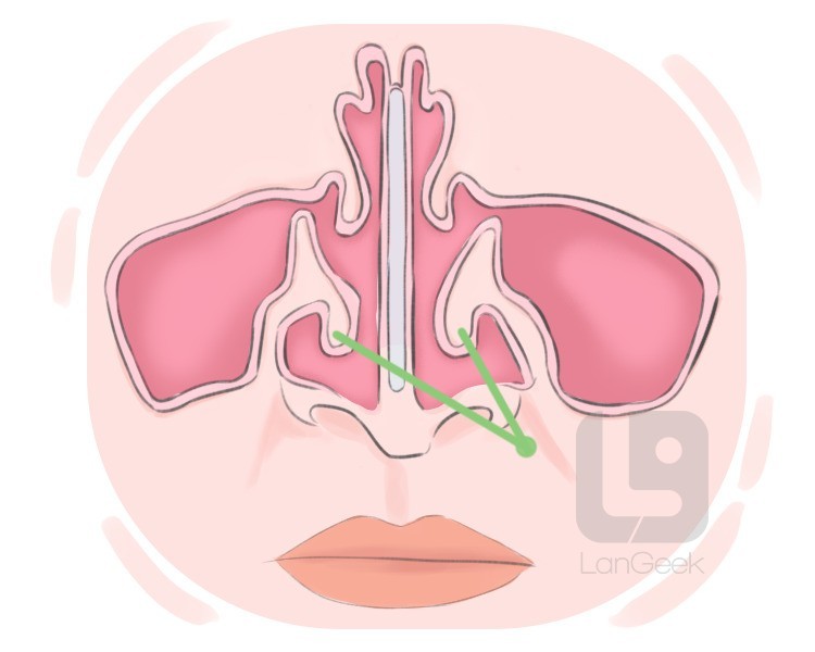 nasal concha definition and meaning