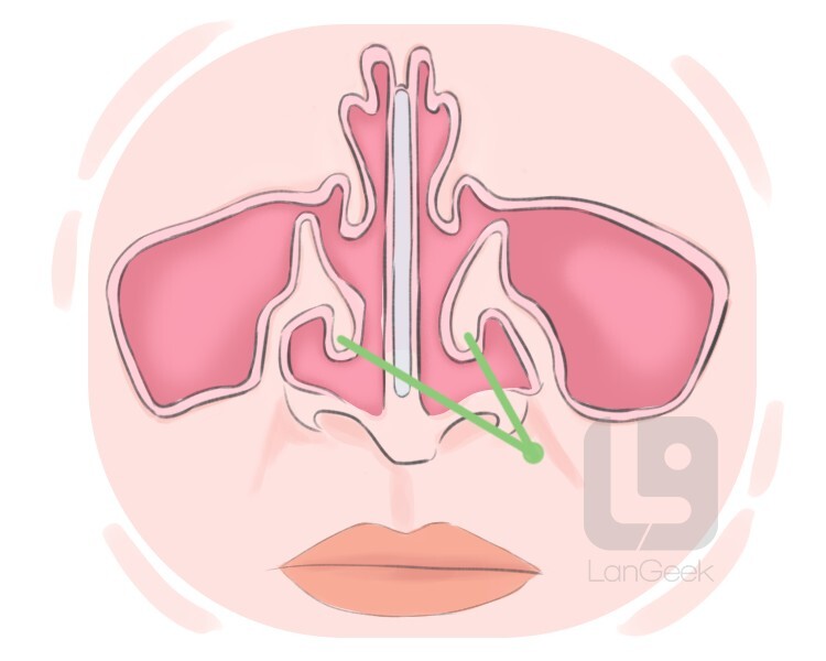 turbinate bone definition and meaning