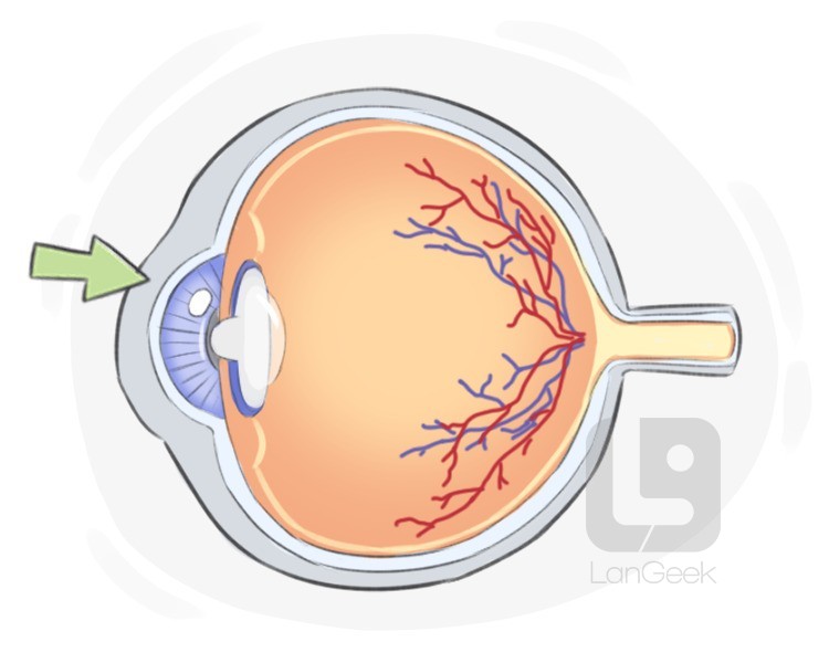 cornea definition and meaning