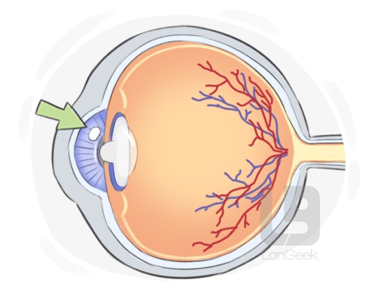 iris definition and meaning