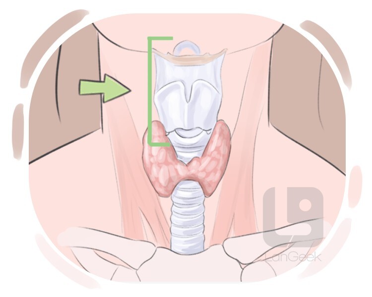 Definition meaning of voice box langeek